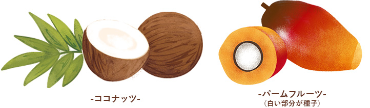 ココナッツ、パーム比較図