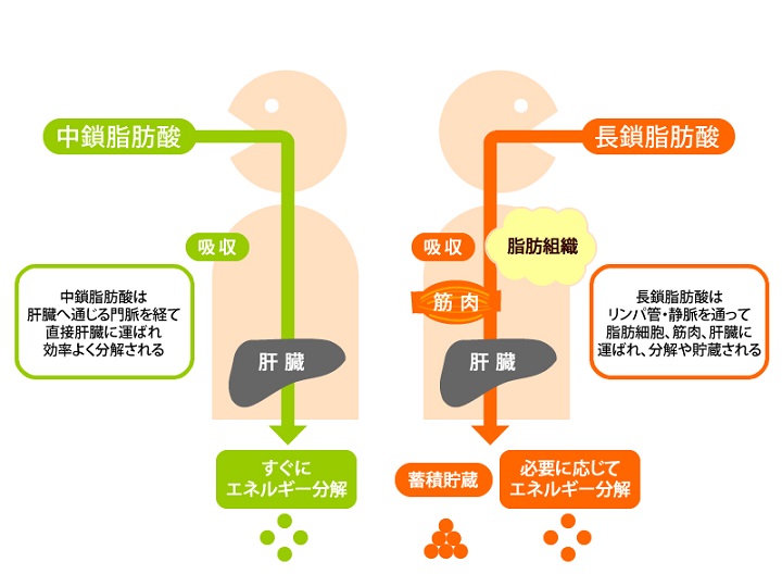 脂肪酸