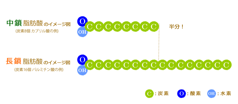 MCTオイルとココナッツオイルの違い図解