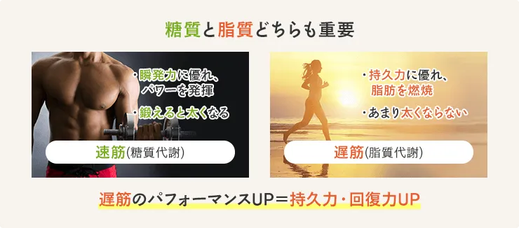 糖質と脂質どちらも重要。遅筋のパフォーマンスUP=持久力・回復力UPにつながる。