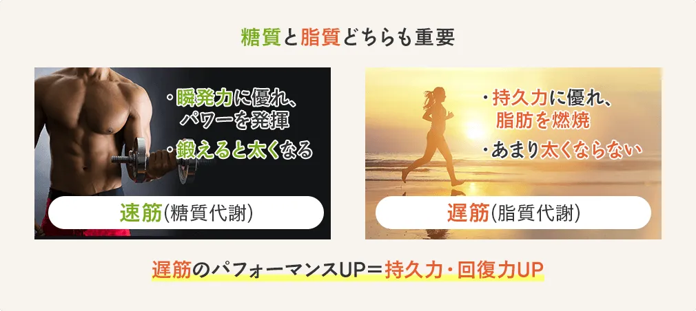 糖質と脂質どちらも重要。遅筋のパフォーマンスUP=持久力・回復力UPにつながる。