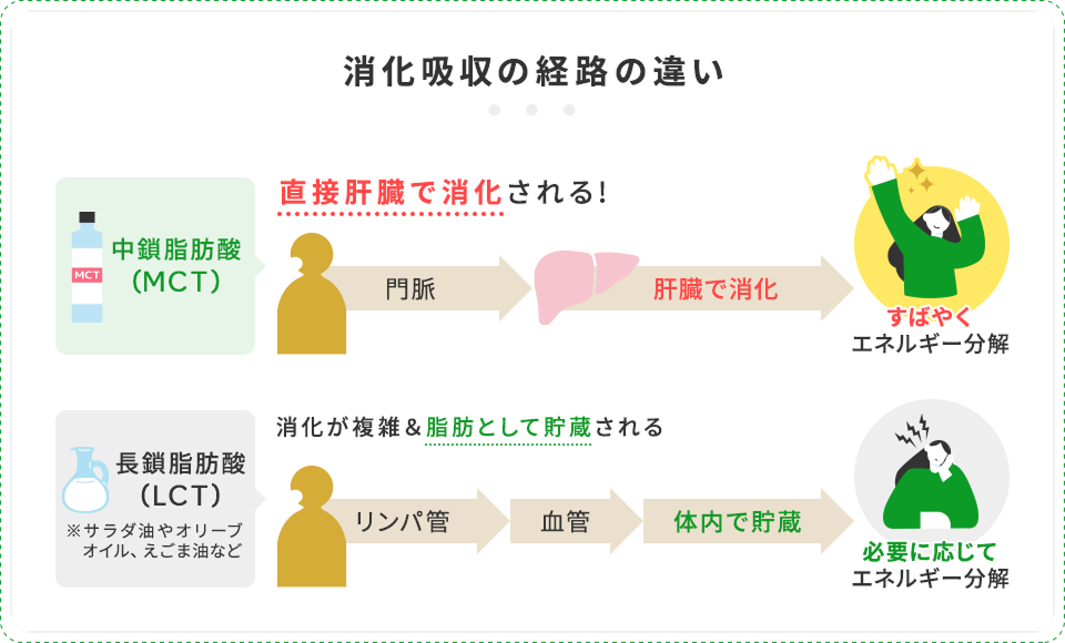 消化吸収の経路の違い