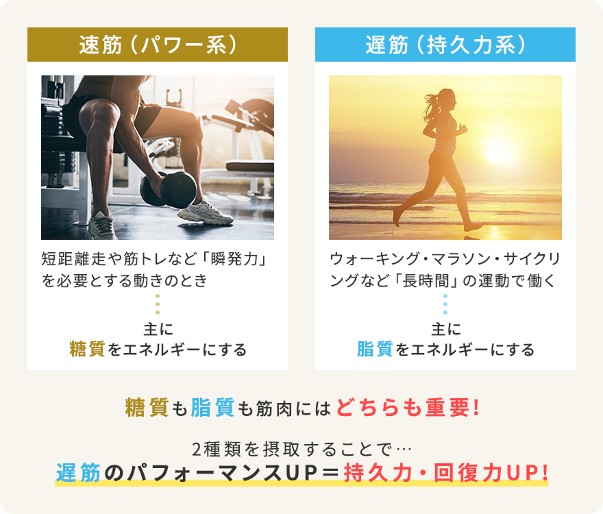 速筋（パワー系）と遅筋（持久力系）