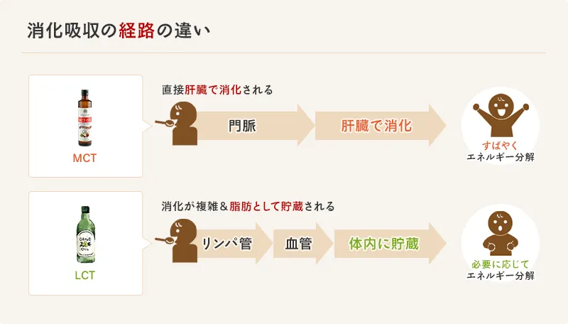 消化吸収経路の違い。MCTオイルは直接肝臓で消化されるが、LCTは消化が複雑で脂肪として貯蔵される。