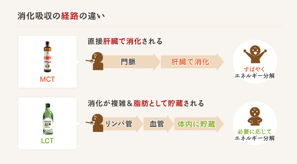 消化吸収経路の違い。MCTオイルは直接肝臓で消化されるが、LCTは消化が複雑で脂肪として貯蔵される。