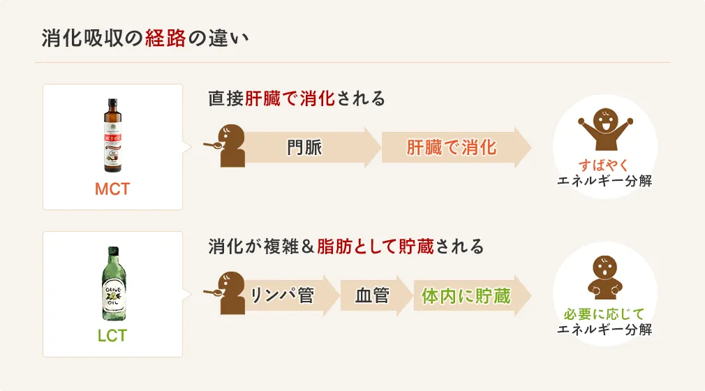 消化吸収経路の違い。MCTオイルは直接肝臓で消化されるが、LCTは消化が複雑で脂肪として貯蔵される。