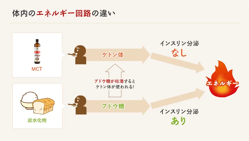 体内のエネルギー回路の違い。MCTオイルは体内でケトン体になり、インスリンを分泌せずにエネルギーとなる。