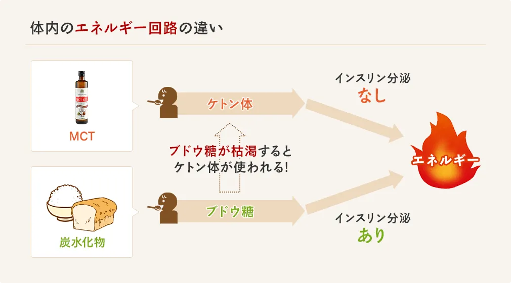 体内のエネルギー回路の違い。MCTオイルは体内でケトン体になり、インスリンを分泌せずにエネルギーとなる。