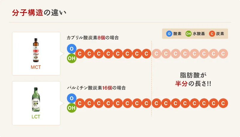 「MCT=中鎖脂肪酸」は、オリーブオイルや菜種油など一般的な植物油に多く含まれるLCT(長鎖脂肪酸)と比較すると分子構造が約半分の長さです。