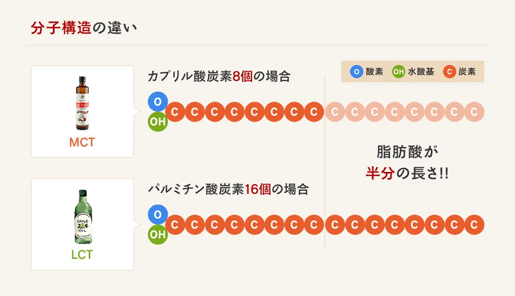 「MCT=中鎖脂肪酸」は、オリーブオイルや菜種油など一般的な植物油に多く含まれるLCT(長鎖脂肪酸)と比較すると分子構造が約半分の長さです。
