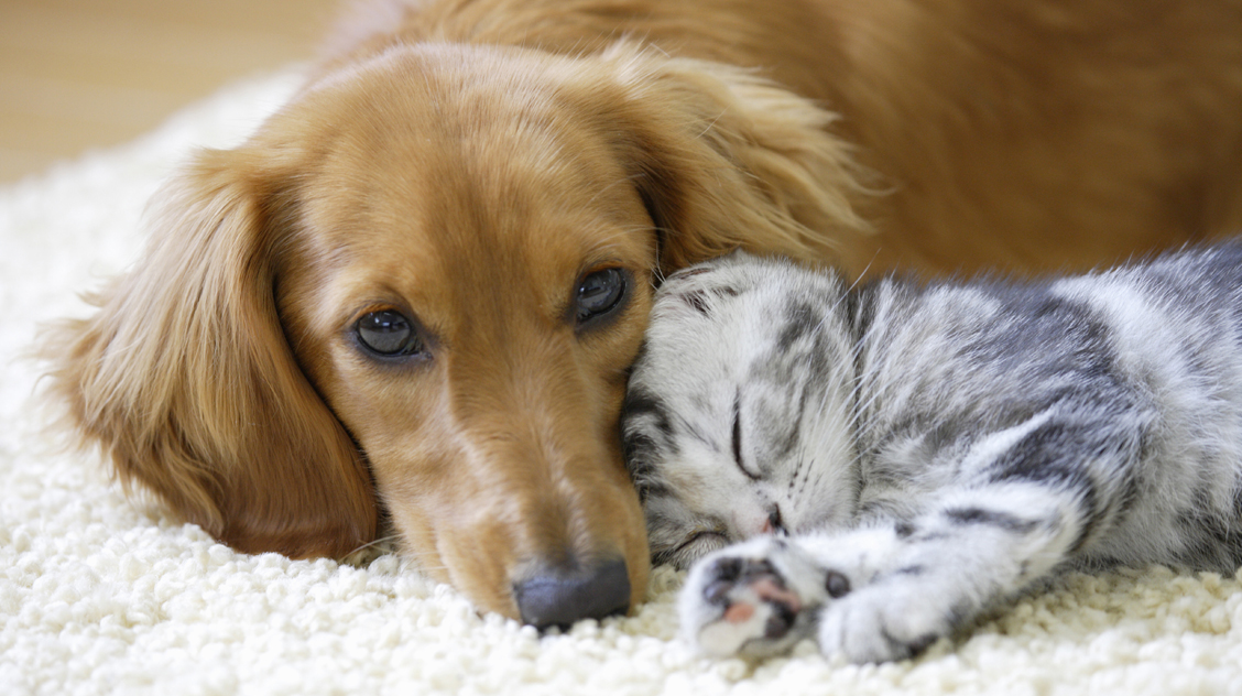 【ペット用】MCTオイル for PETS 27g