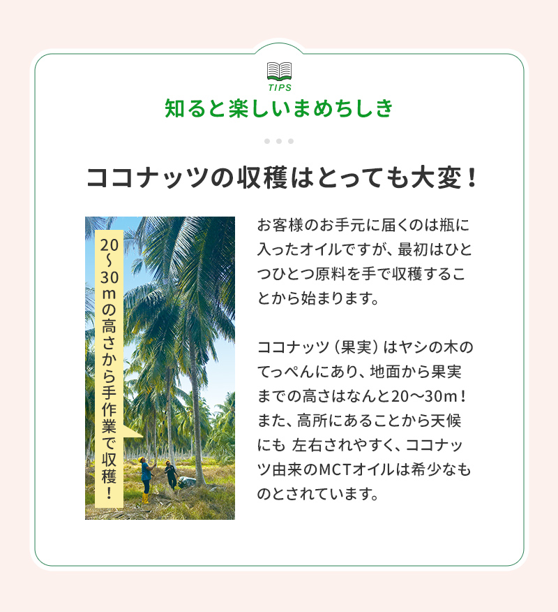 ココナッツの豆知識