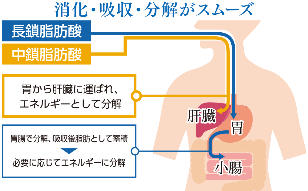 MCTオイルの消化経路